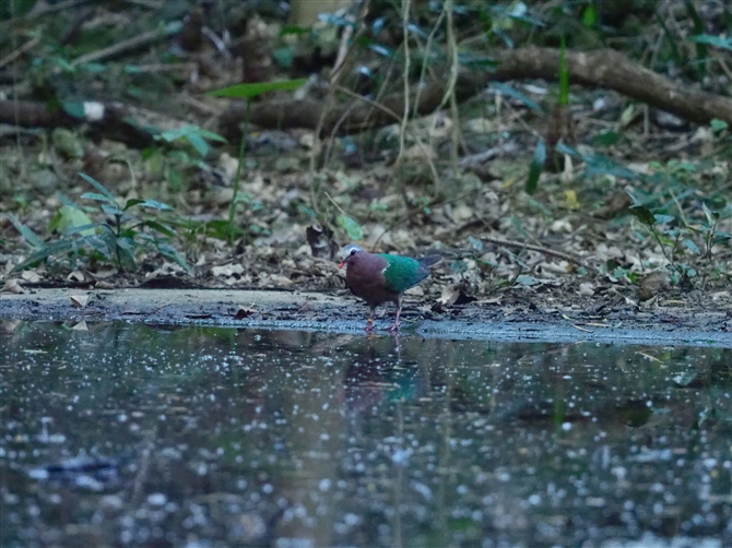 Log,Emerald Dove